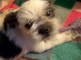 Une Chinese Boston-Tzu se repose sur sa couverture