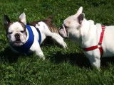 Deux Free-Lance Bulldog jouent ensemble