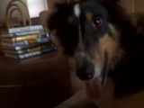 Un Cosheltie obéit aux ordres de sa maîtresse