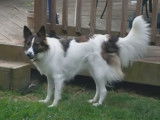 Une Cosheltie se balade dans le jardin