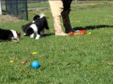 Des Cosheltie courent dans un jardin