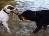 Un Rottbull joue avec un autre chien dans l'eau