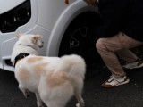 Comment attacher son chien à un camping-car