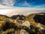 Voyage avec un chien au Royaume-Uni : formalités, conseils et destinations recommandées