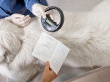 Un vétérinaire vient de faire identifier un chien