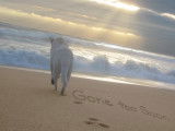 Un chien sur une plage avec un message d'adieu écrit dans le sable