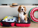 Un Beagle assis dans une valise prêt pour les vacances