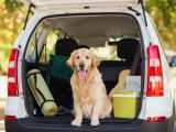 Transport d'Animaux