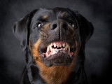 Un chien montrant les crocs