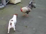 Un chiot Jack Russell essaye de jouer avec un coq