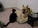 Un chat saute sur un chien Berger Allemand
