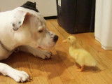 Quand un chien Pitbull rencontre un caneton