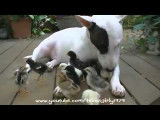 Une Bull Terrier prend soin de poussins