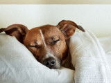 Un chien profondément dormi dans un lit