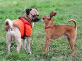 Deux chiens qui se rencontrent et se reniflent