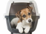 Quelles sont les conditions d'importation d'un chien en France ?