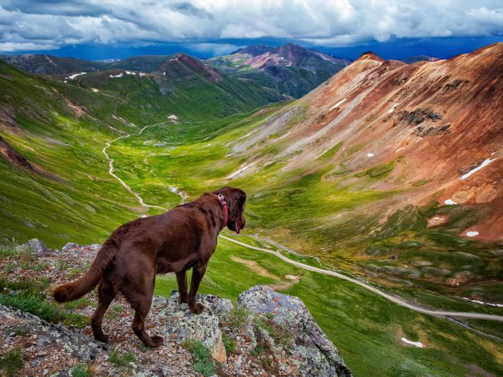 Loi idiote sur les chiens au Colorado (États-Unis)