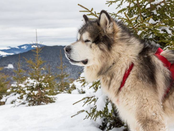 Loi idiote sur les chiens en Alaska (États-Unis)