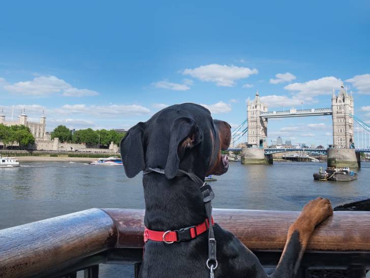 Loi idiote sur les chiens à Londres (Angleterre)
