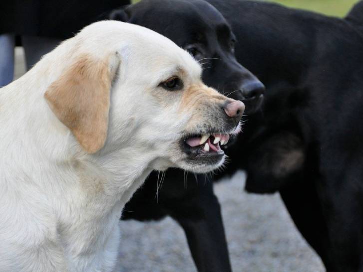 Loi idiote sur les chiens à Palding (Ohio, États-Unis)