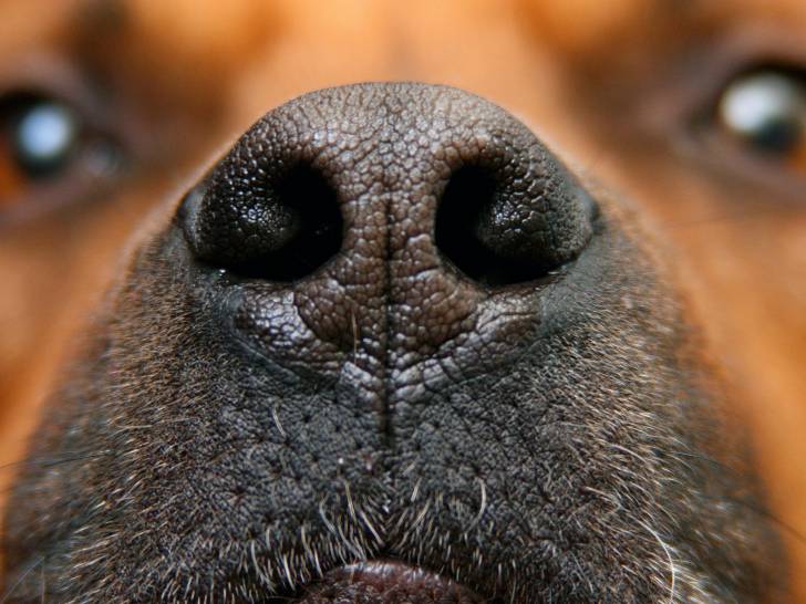 Est-ce qu'un chien en bonne santé a forcément la truffe humide et fraîche ?