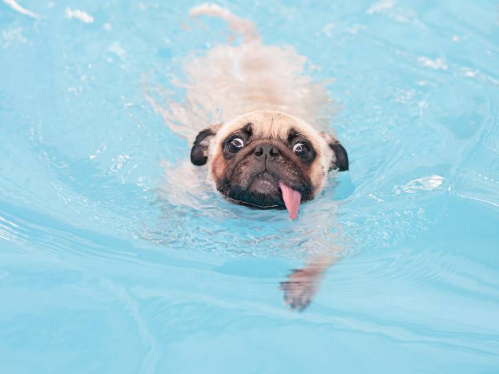 Est-ce que tous les chiens savent nager ?