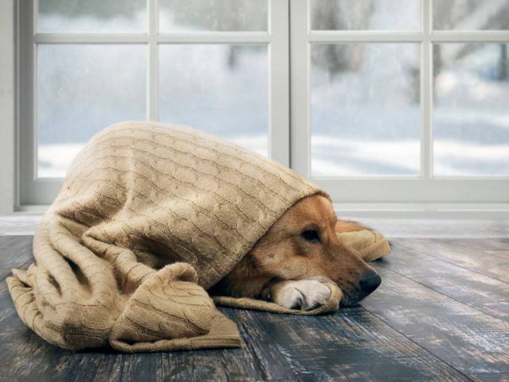Réagir en cas d'hypothermie du chien
