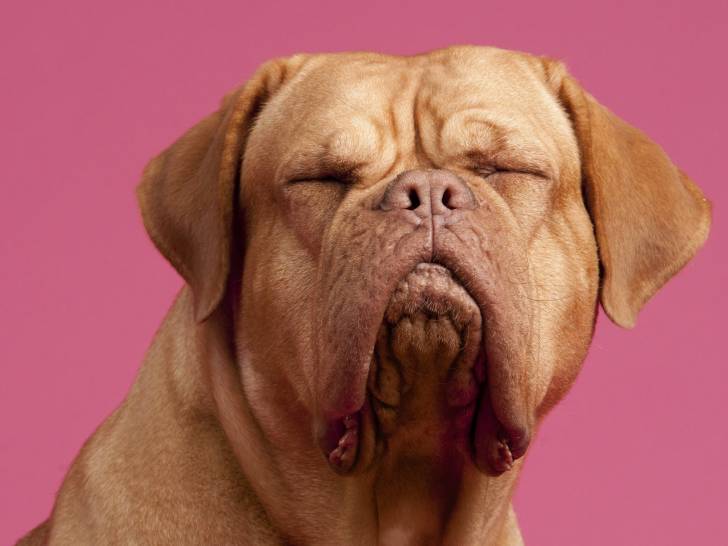 Exposer son chien à des odeurs fortes : il n'aime pas