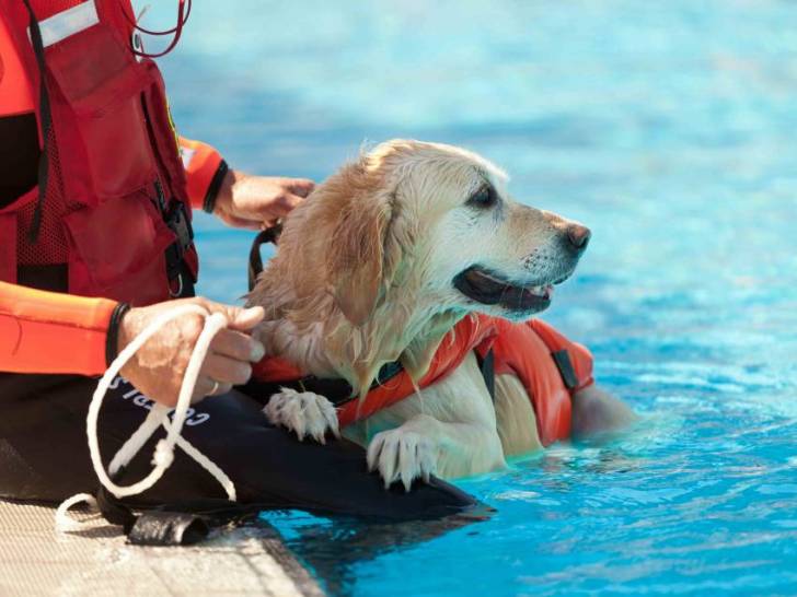 Les risques de noyade du chien