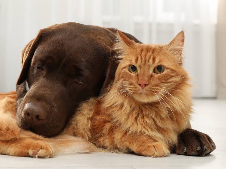 Les 15 Races De Chats Les Plus Compatibles Avec Un Chien