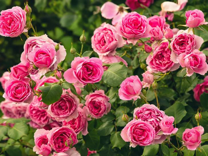 Un rosier avec de belles roses roses