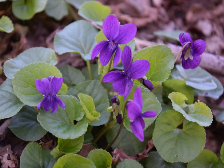 Des plants de violettes en fleurs dans un sous-bois