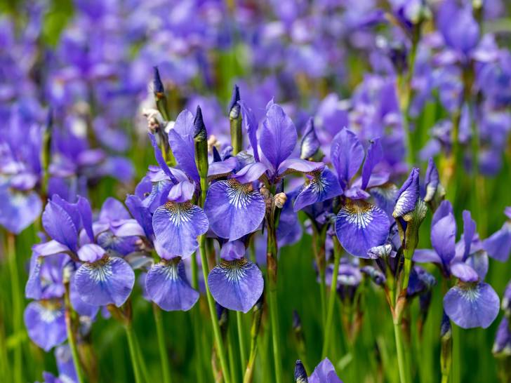 Un jardin rempli d'iris violets