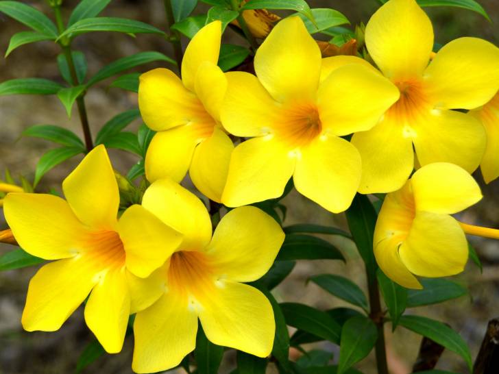 Une allamanda avec de belles fleurs jaunes