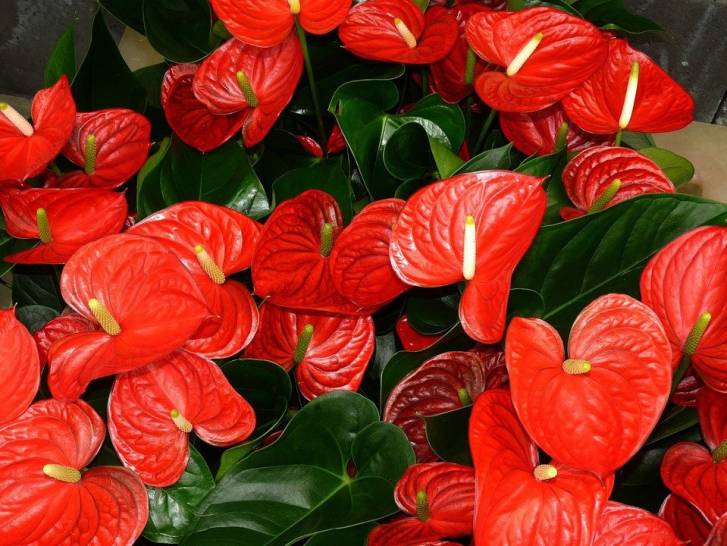 Une anthurium aux grandes fleurs rouges