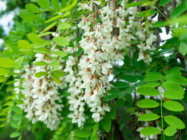 Un acacia aux fleurs blanches