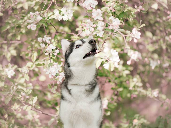 Un Husky Sibérien au milieu d'arbres en fleurs