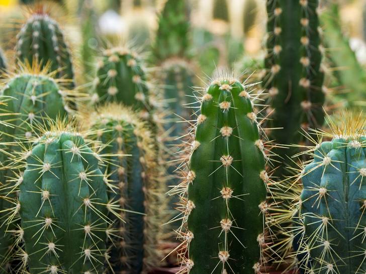 Plusieurs grands cactus candelabre