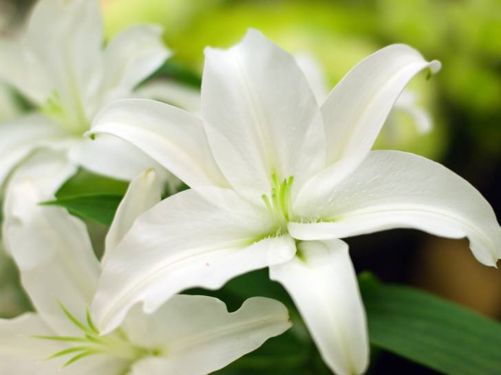Vue proche de fleurs de lys blanches