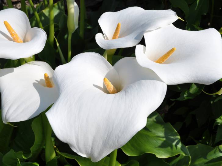 Un arum avec de grandes fleurs blanches