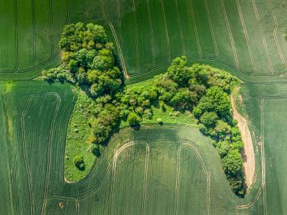 Vue aérienne de buissons en forme de Caniche