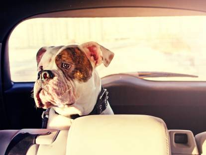Chien stressé : la peur du chien en voiture