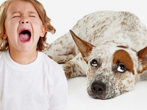 La cynophobie, ou phobie des chiens : causes et remèdes