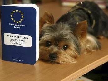 Le passeport européen pour chien