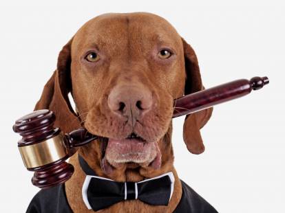 Être vivant doué de sensibilité : le statut juridique des chiens