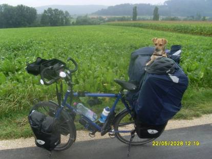 Court trajet, balade ou grand voyage : faire du vélo avec un chien