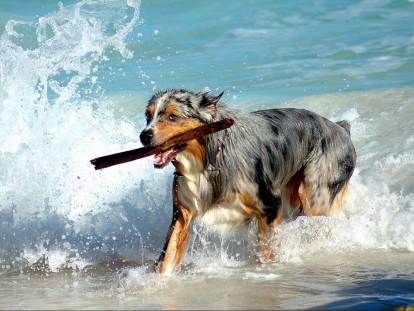 Les plages autorisées aux chiens en France