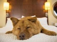 Les 5 meilleurs hôtels pour chien aux États-Unis