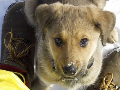 Tapoter ou caresser son chien à certains endroits : il n'aime pas