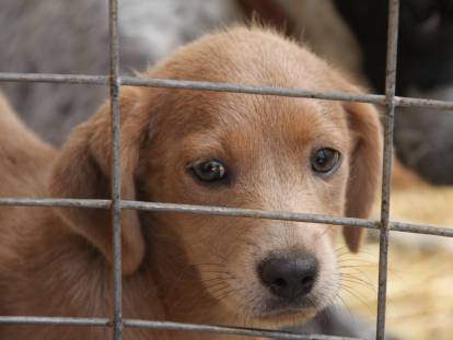 Protection des animaux : législation et droit des animaux